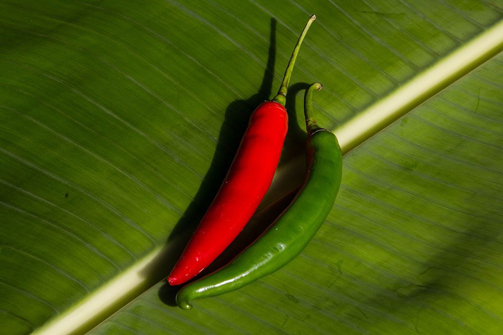 CHILI PEPPERS, RED HOT