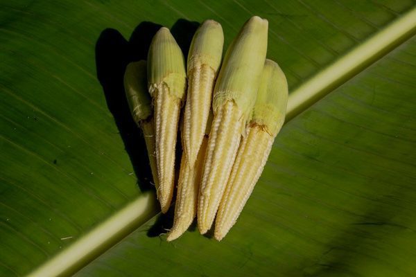 Baby corn