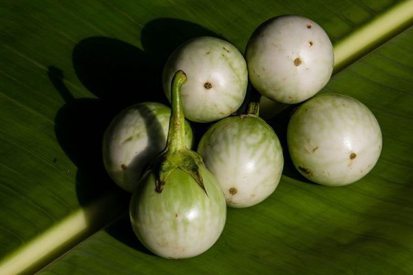 Thai eggplant