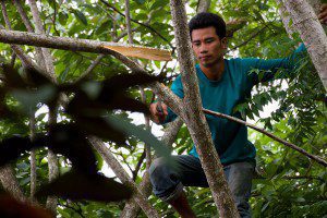 Pruning-trees-03