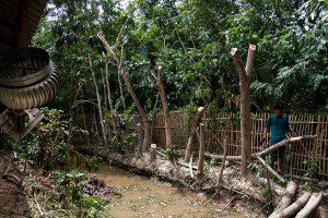 Pruning-trees-04