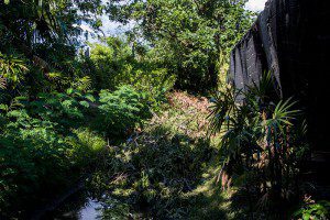 Pruning-trees-05