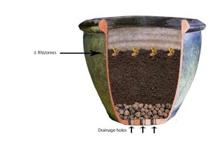 How to grow turmeric in a pot