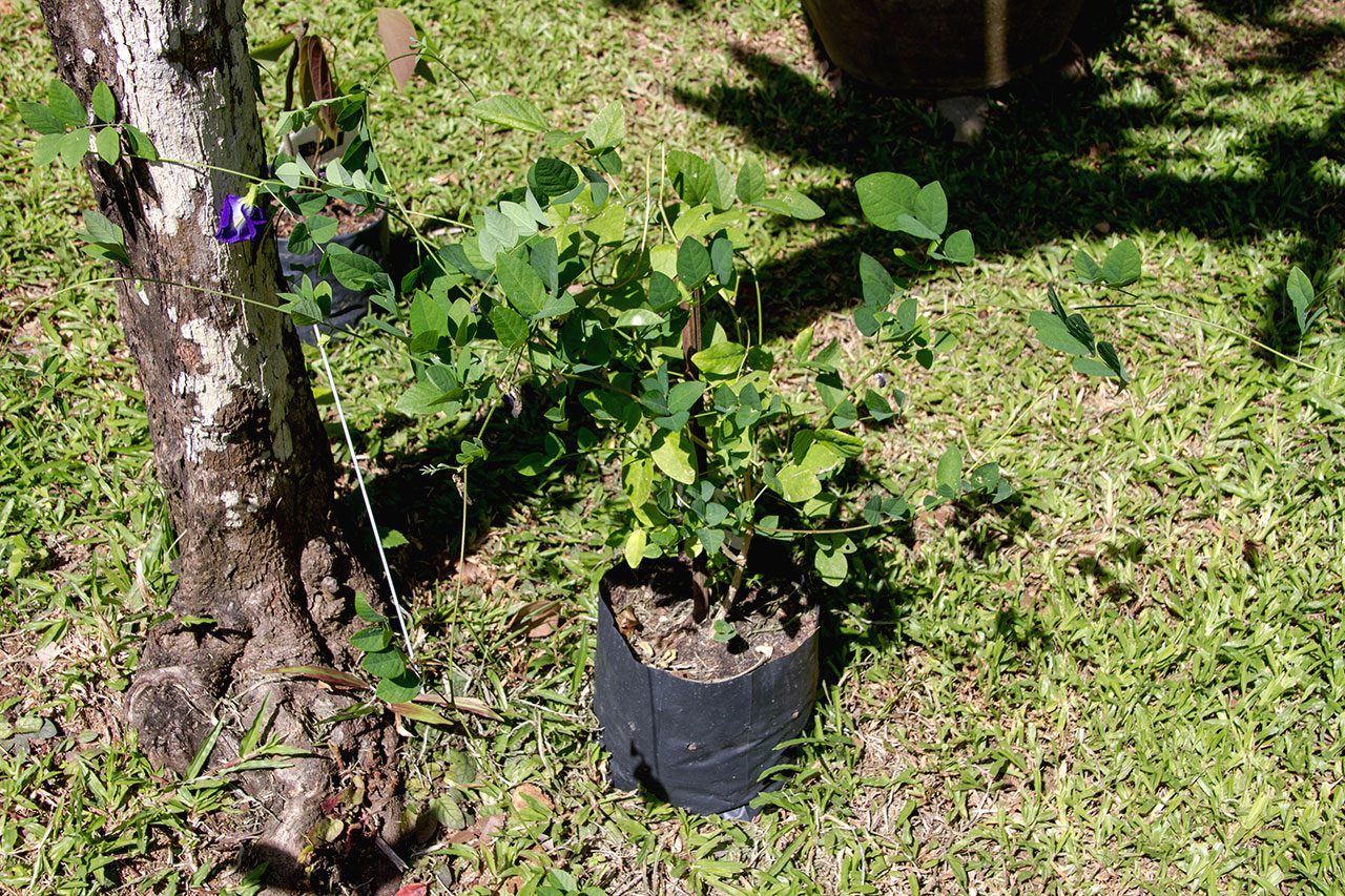 Clitoria ternatea, Butterfly pea tea