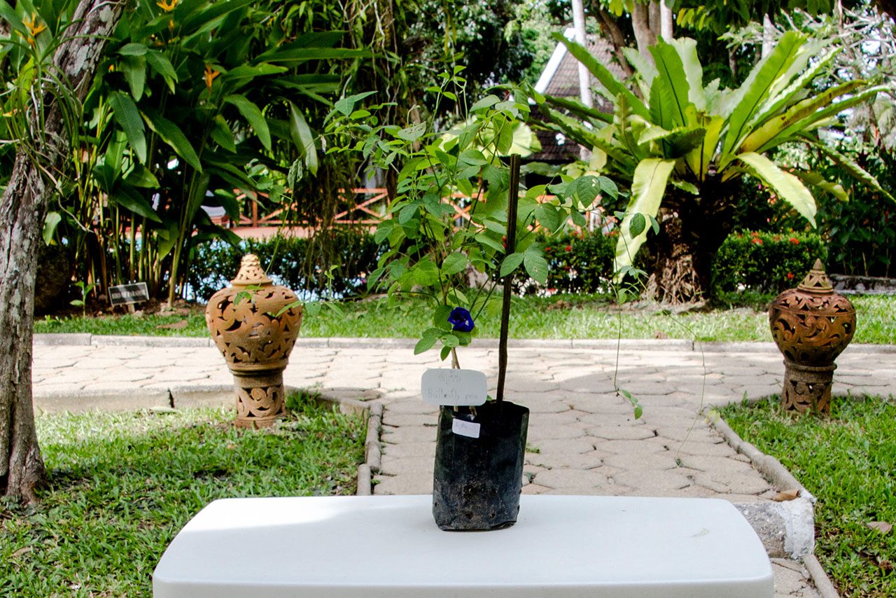 Clitoria ternatea, Butterfly pea tea
