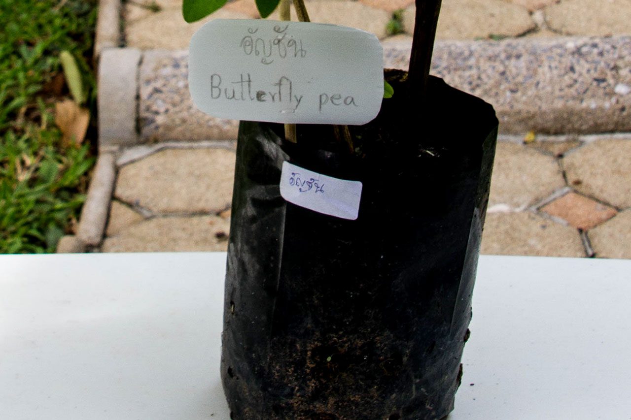 Clitoria ternatea, Butterfly pea tea