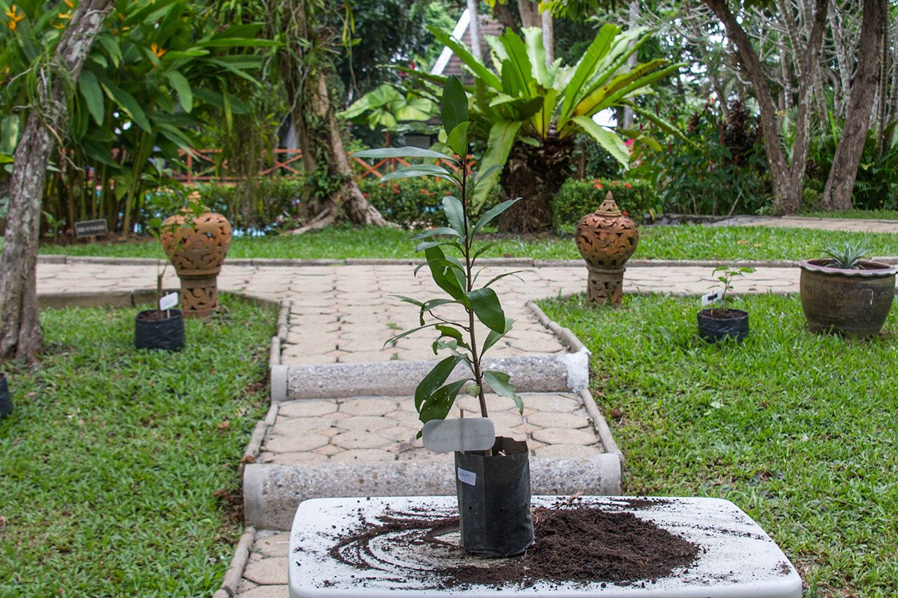 Ardisia elliptica Thunb พิลังกาสา Shoebutton ardisia