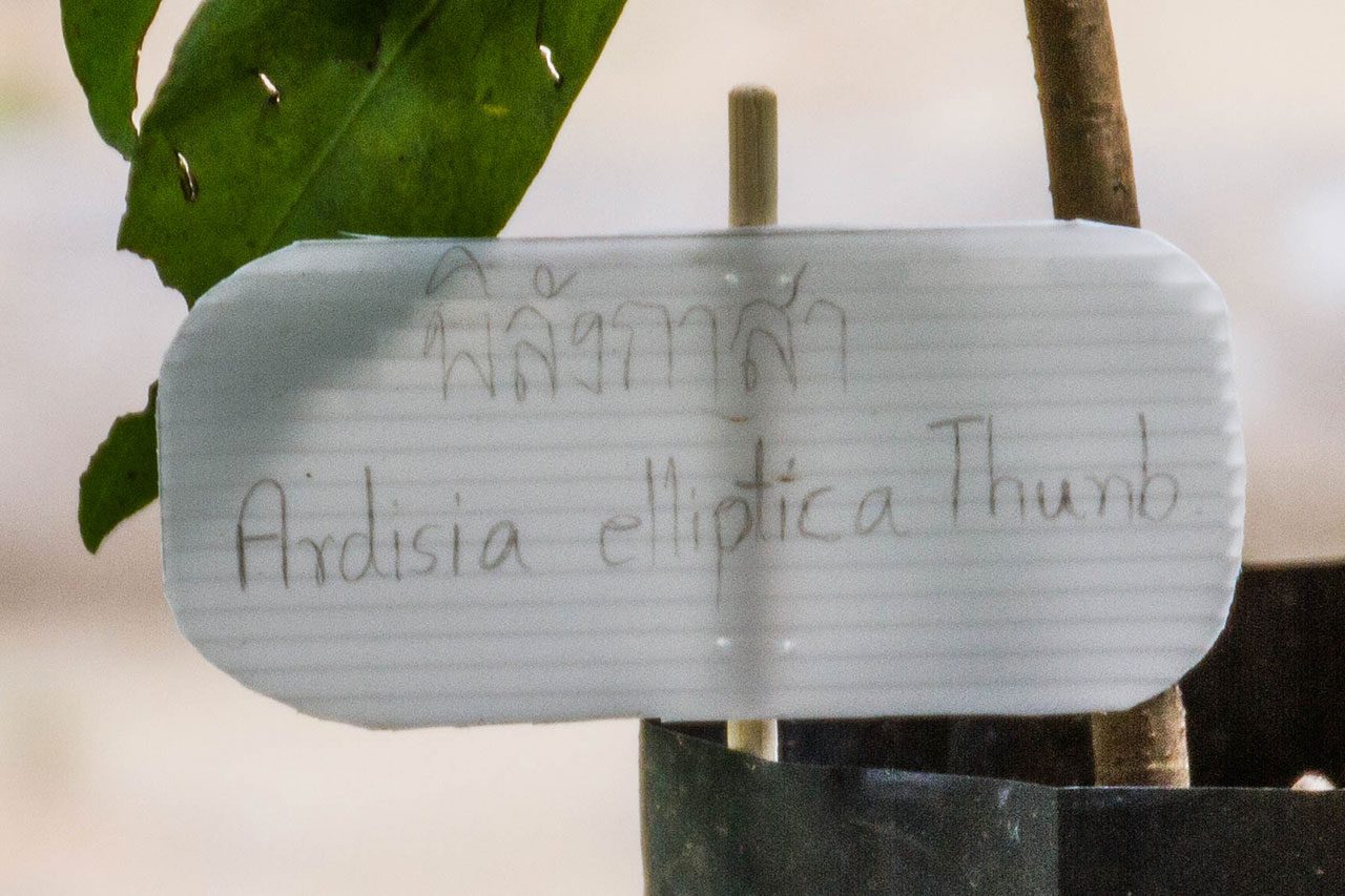 Ardisia elliptica Thunb พิลังกาสา Shoebutton ardisia