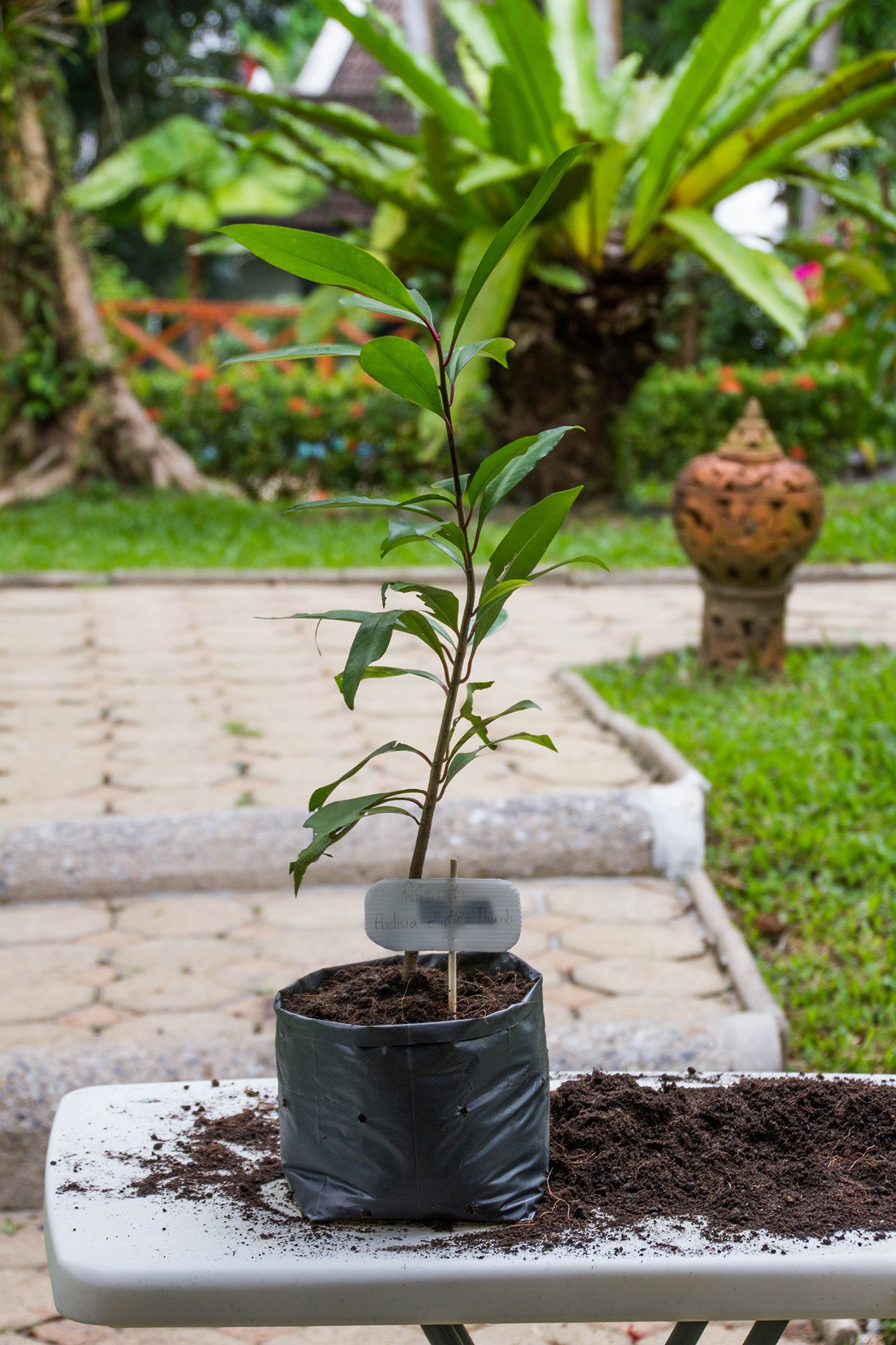 Ardisia elliptica Thunb พิลังกาสา Shoebutton ardisia