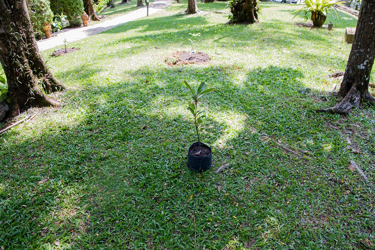 Ardisia elliptica Thunb พิลังกาสา Shoebutton ardisia