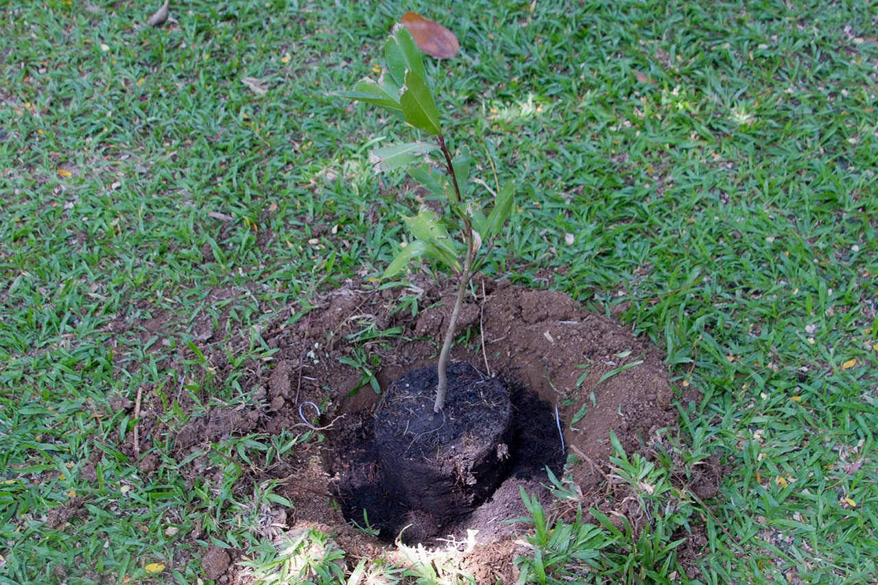 Ardisia elliptica Thunb พิลังกาสา Shoebutton ardisia