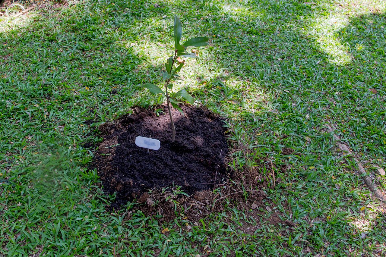 Ardisia elliptica Thunb