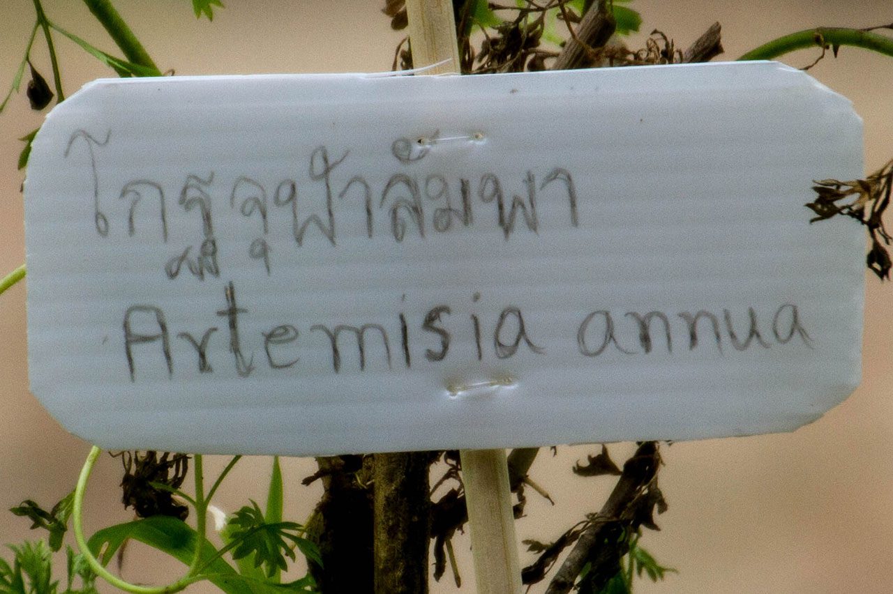 Artemisia annua, Sweet wormwood, โกฐจุฬาลัมพา