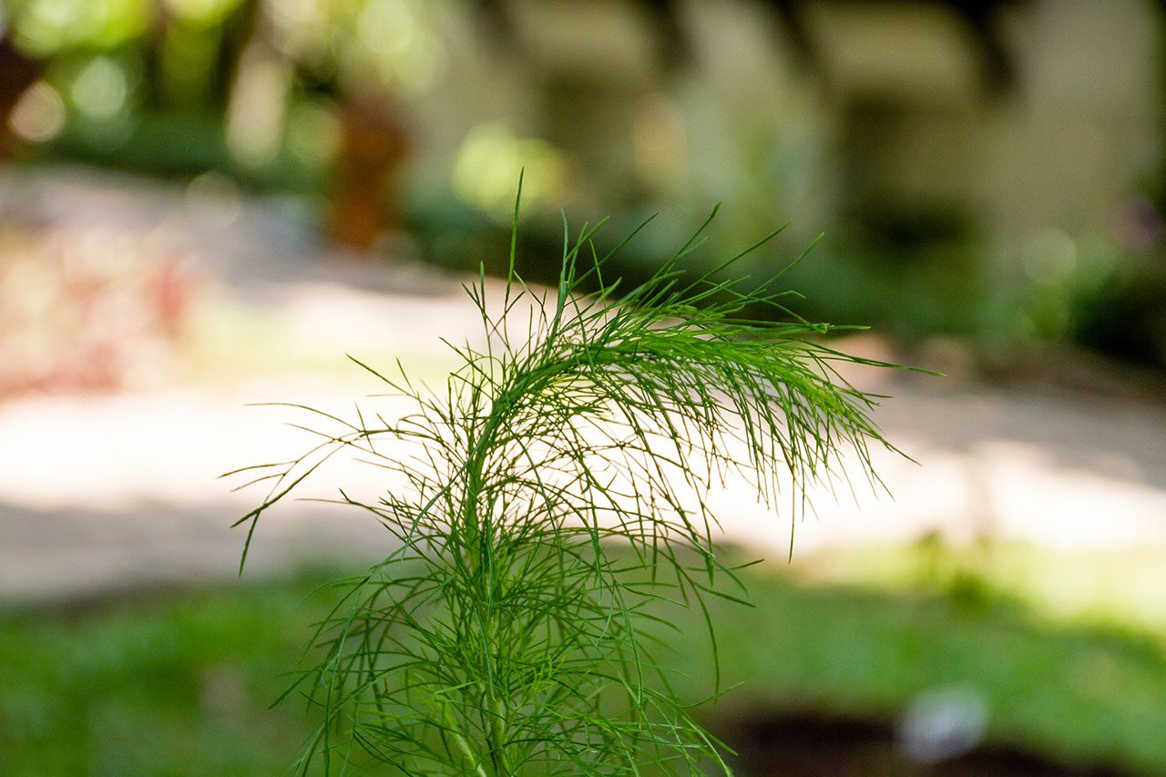 Artemisia annua, Sweet wormwood, โกฐจุฬาลัมพา