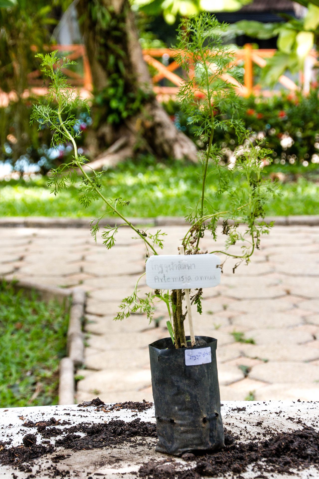 Artemisia annua, Sweet wormwood, โกฐจุฬาลัมพา