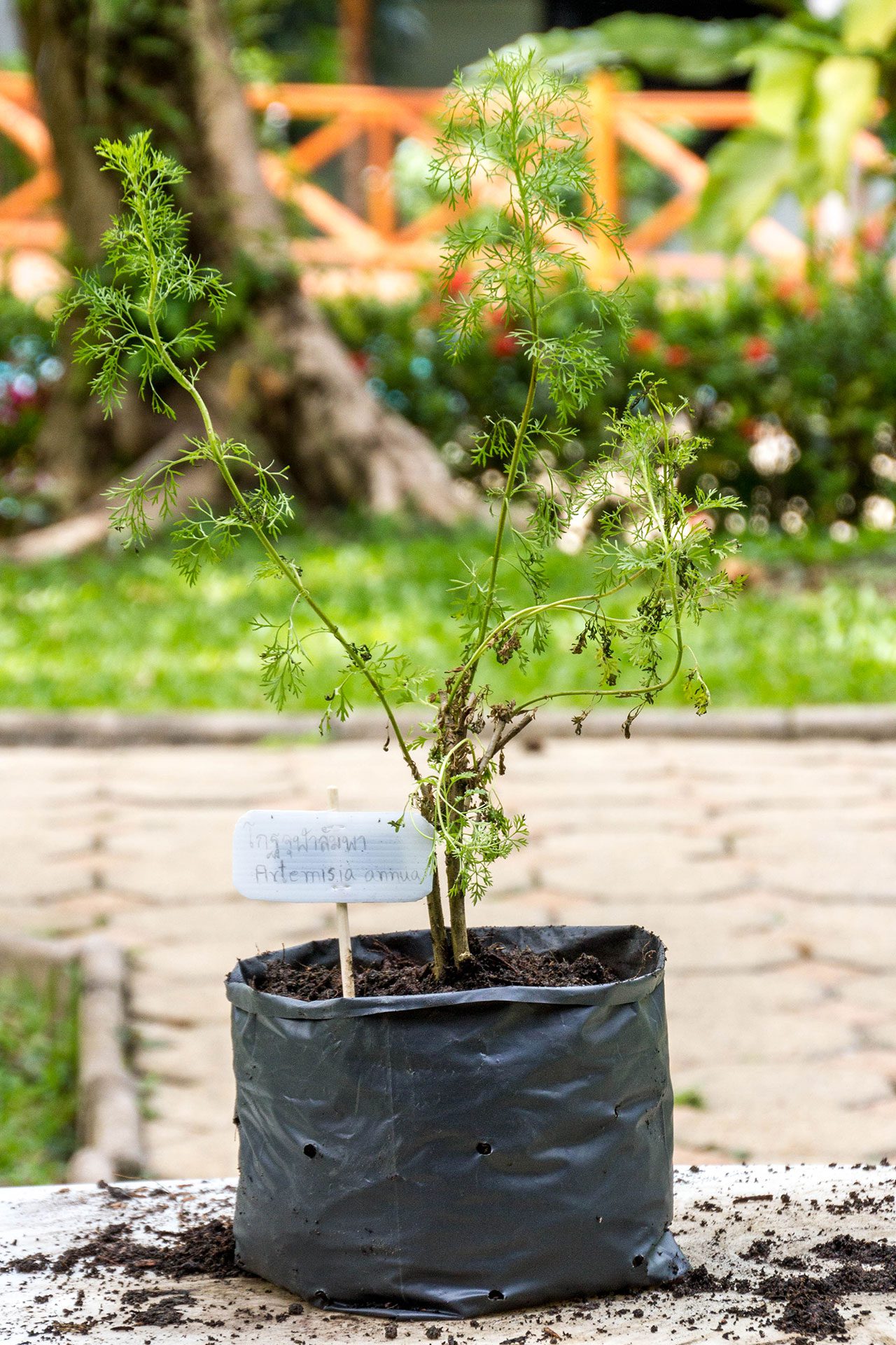 Artemisia annua, Sweet wormwood, โกฐจุฬาลัมพา