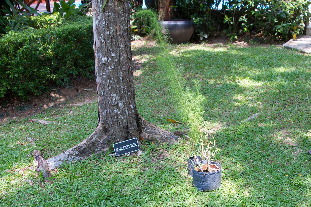 Artemisia annua, Sweet wormwood, โกฐจุฬาลัมพา