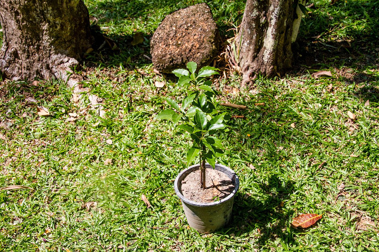 Cinnamomum camphora, Camphor tree, การบูร