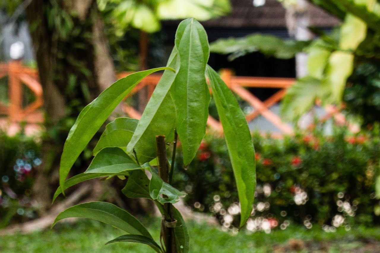Cinnamon cassia, Chinese cinnamon, อบเชยเทศ