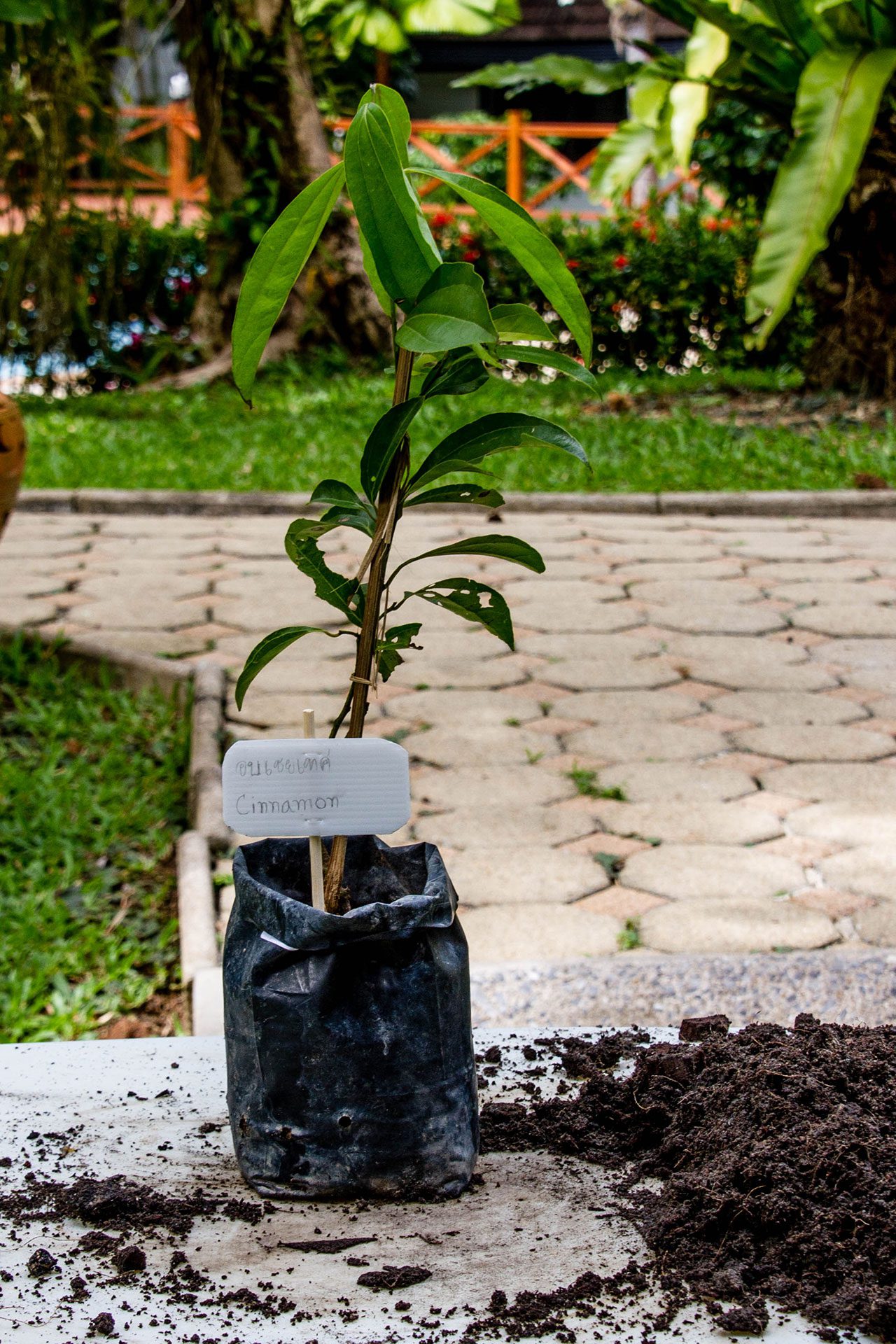 Cinnamon cassia, Chinese cinnamon, อบเชยเทศ