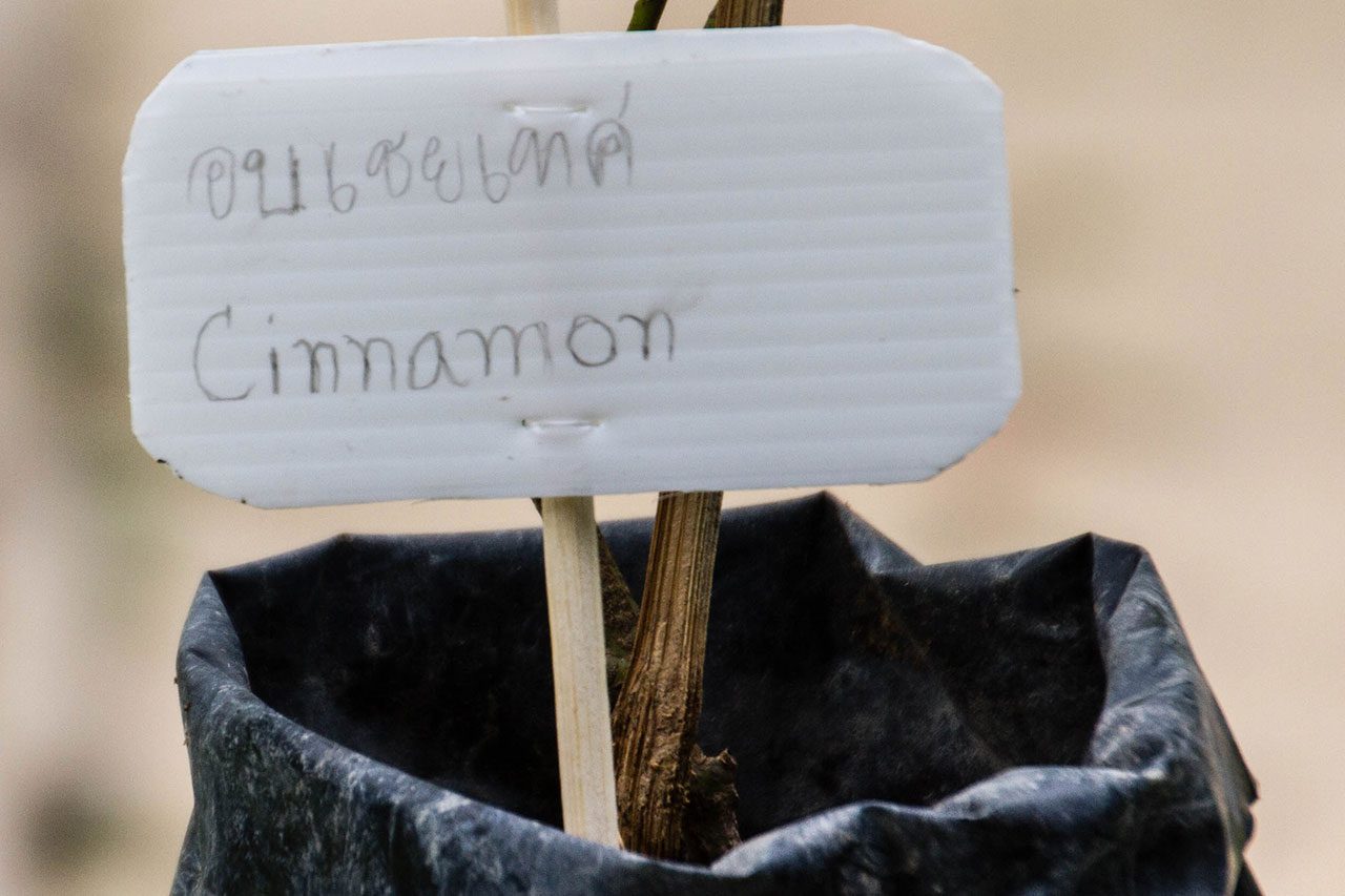 Cinnamon cassia, Chinese cinnamon, อบเชยเทศ