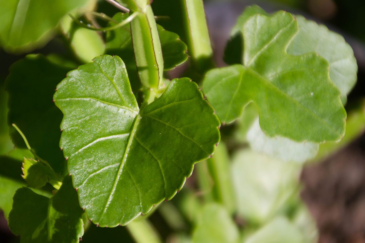 Cissus quadrangularis, Veldt grape