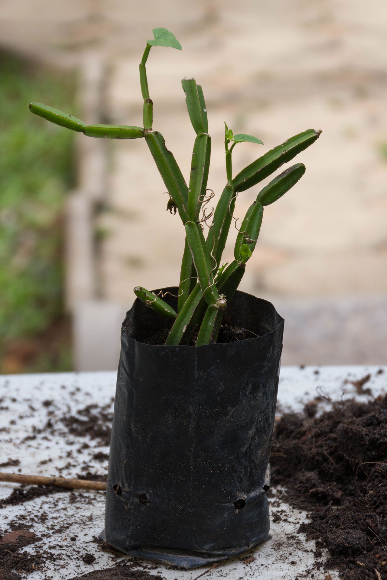 Cissus quadrangularis, Veldt grape