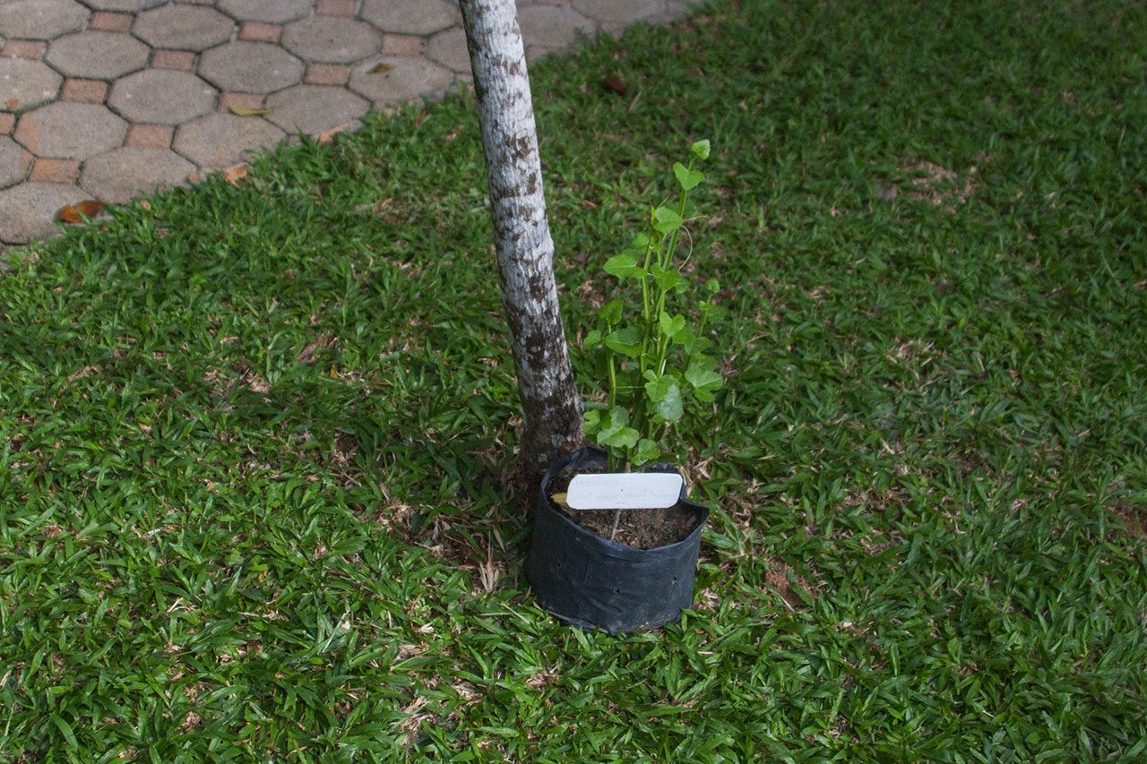 Cissus quadrangularis, Veldt grape
