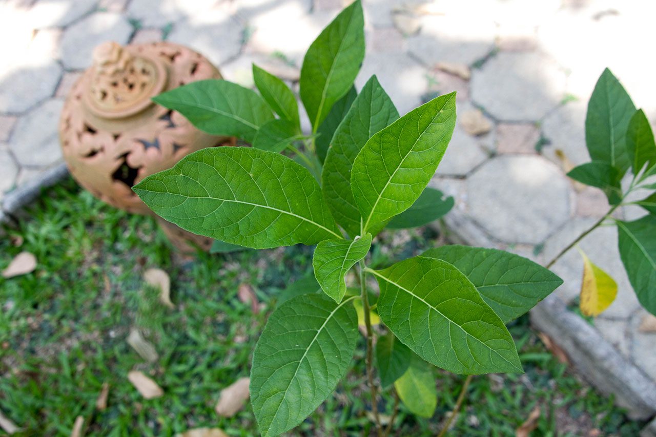 Gymnanthemum extensum, Bitterleaf tree, หนานเฉาเหว่ย