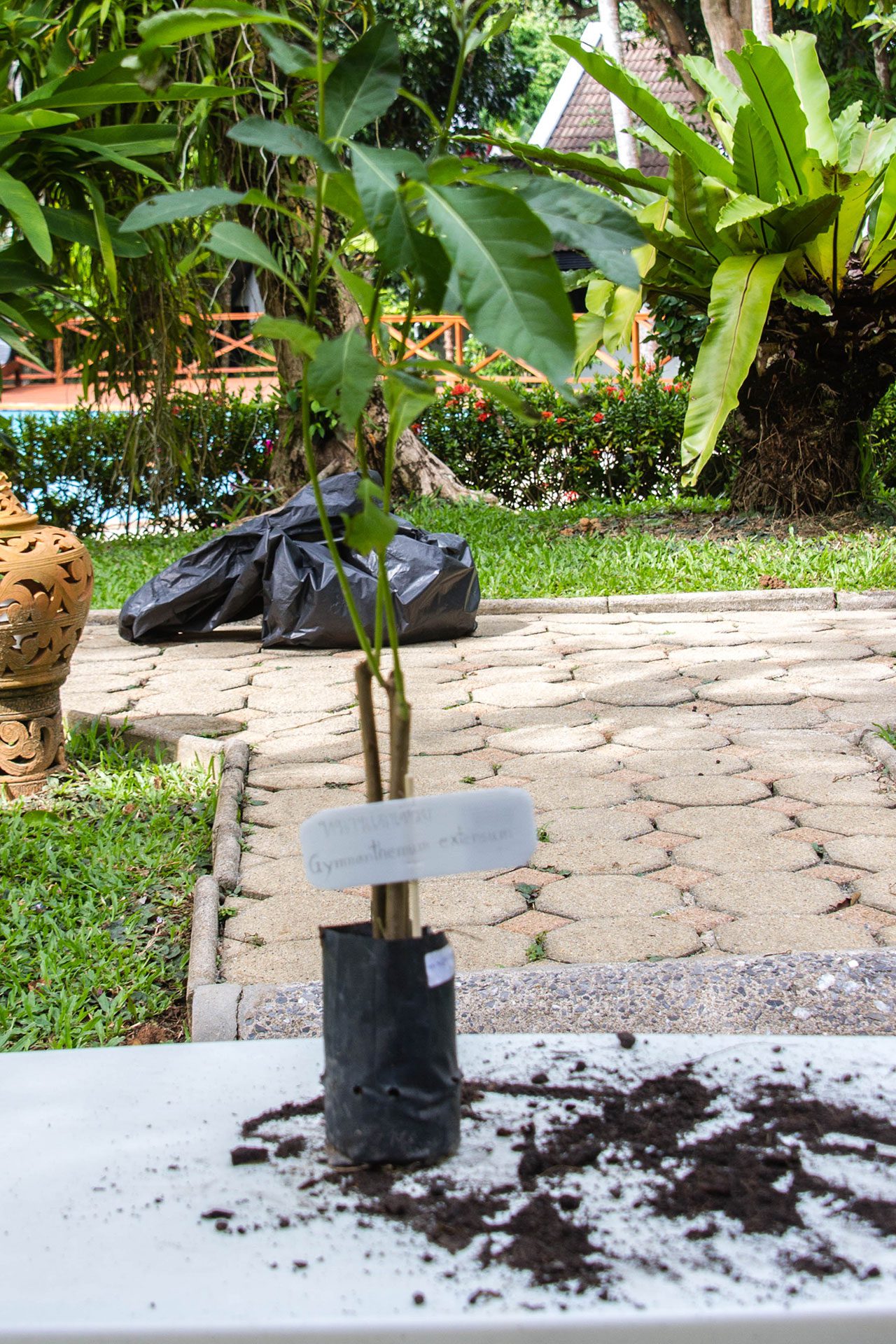 Gymnanthemum extensum, Bitterleaf tree, หนานเฉาเหว่ย