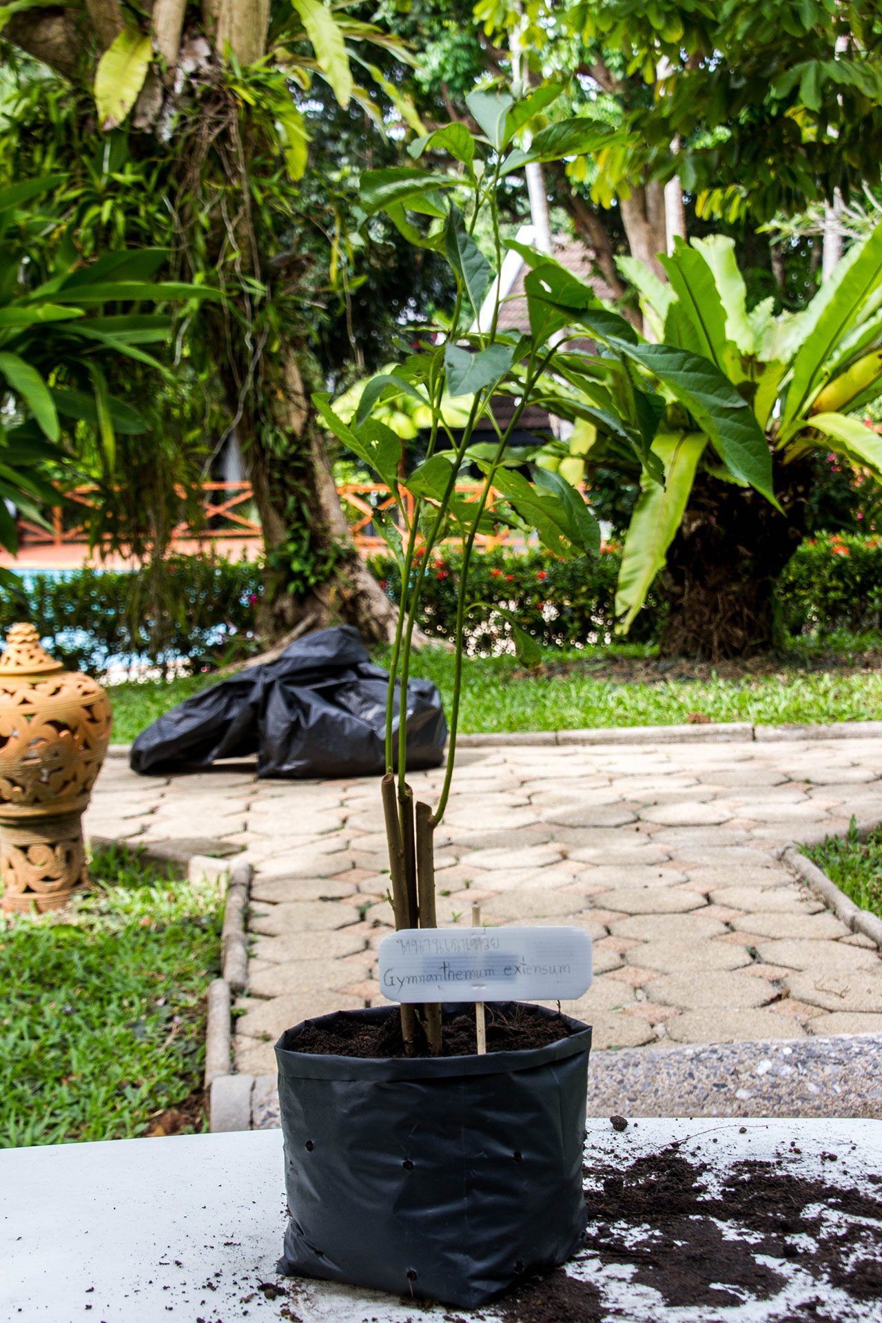 Gymnanthemum extensum, Bitterleaf tree, หนานเฉาเหว่ย