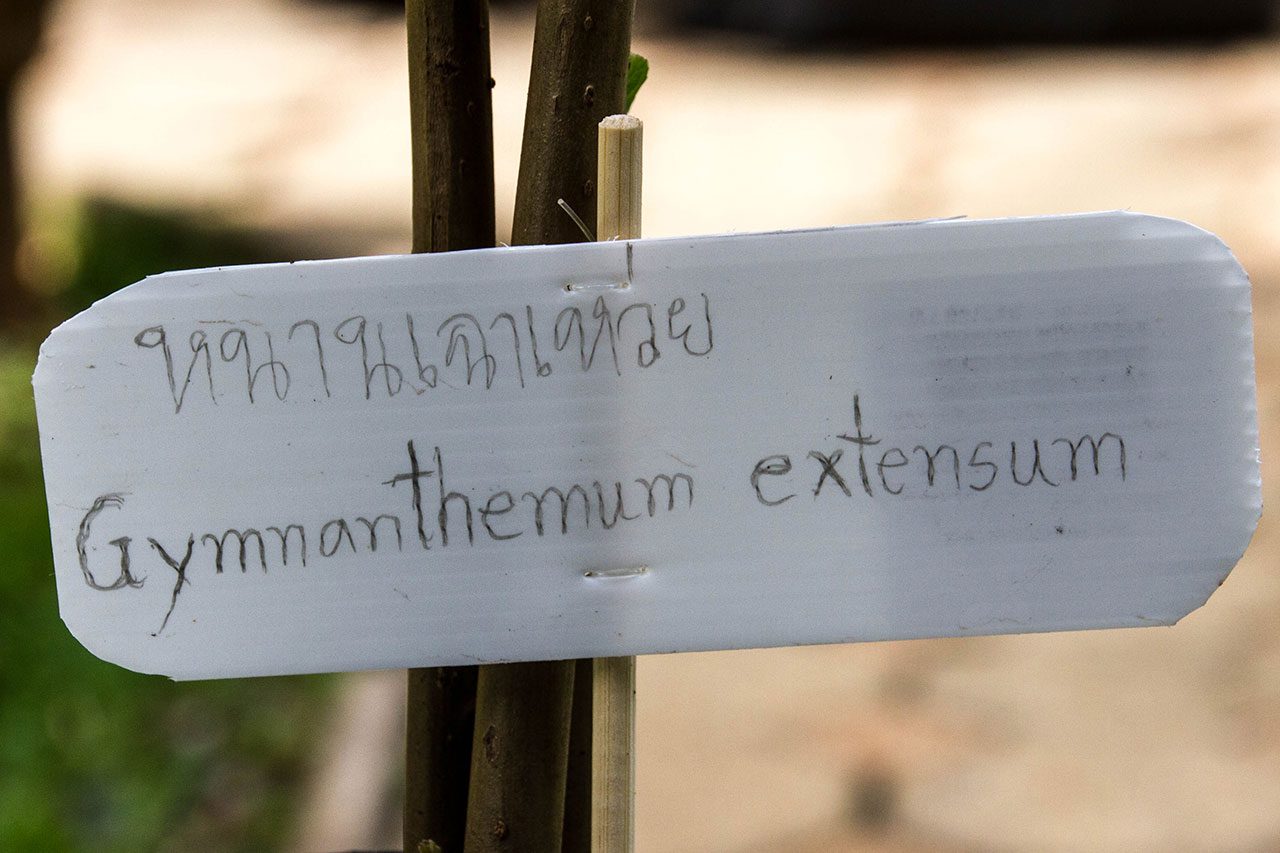 Gymnanthemum extensum, Bitterleaf tree, หนานเฉาเหว่ย