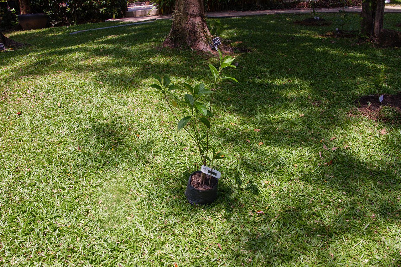 Gymnanthemum extensum, Bitterleaf tree, หนานเฉาเหว่ย