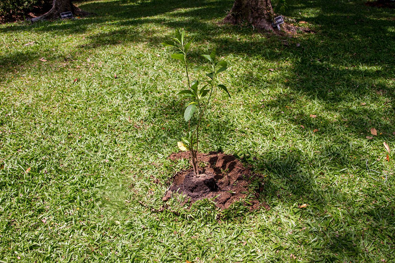 Gymnanthemum extensum, Bitterleaf tree, หนานเฉาเหว่ย