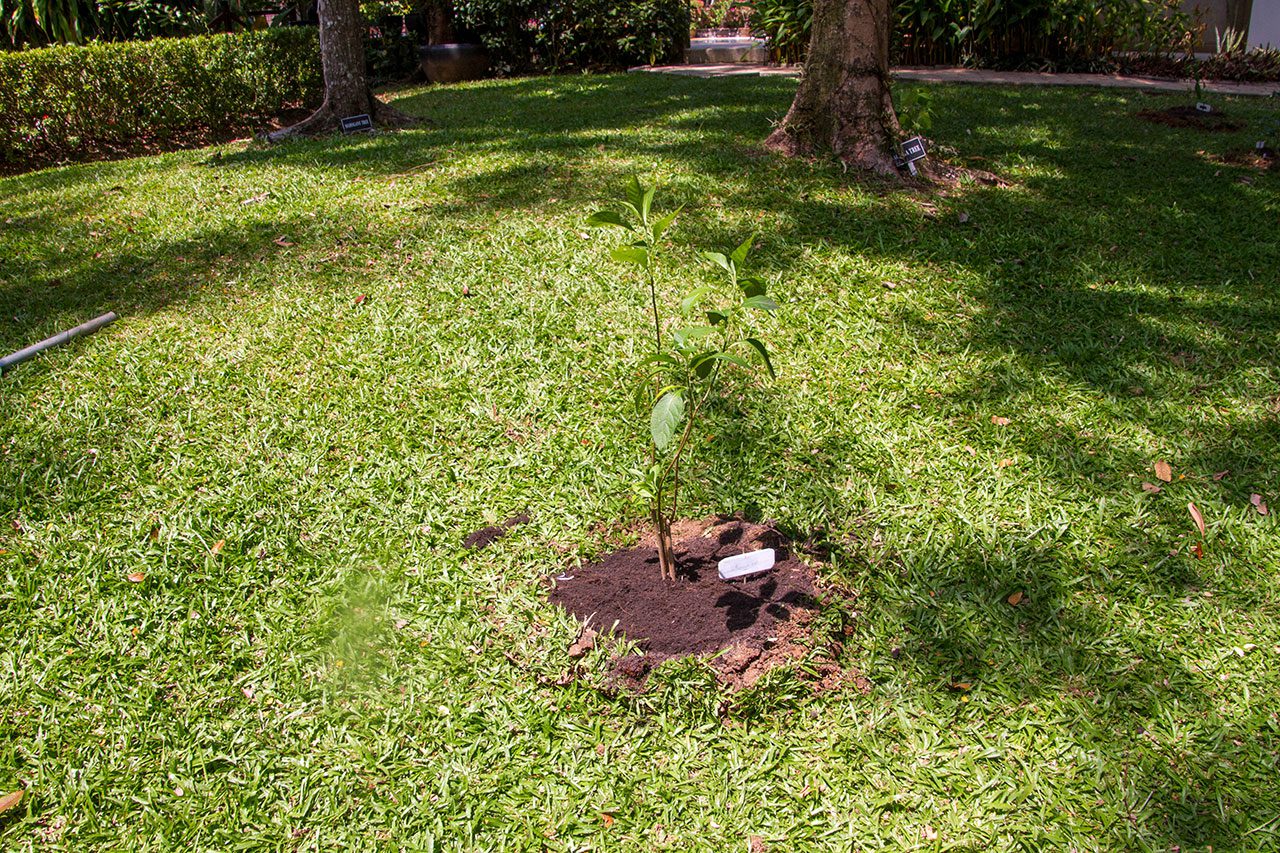 Gymnanthemum extensum, Bitterleaf tree, หนานเฉาเหว่ย