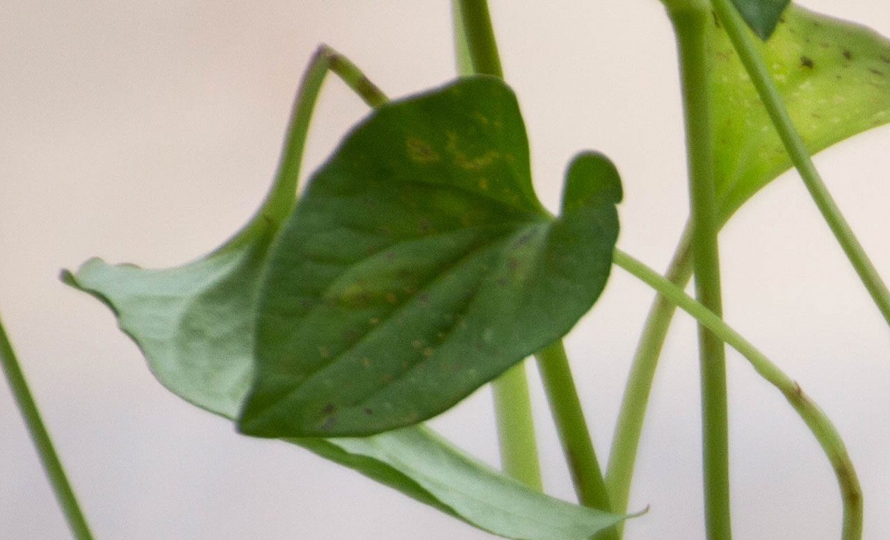 Houttuynia cordata Thunb, Chameleon Plant, พลูคาว