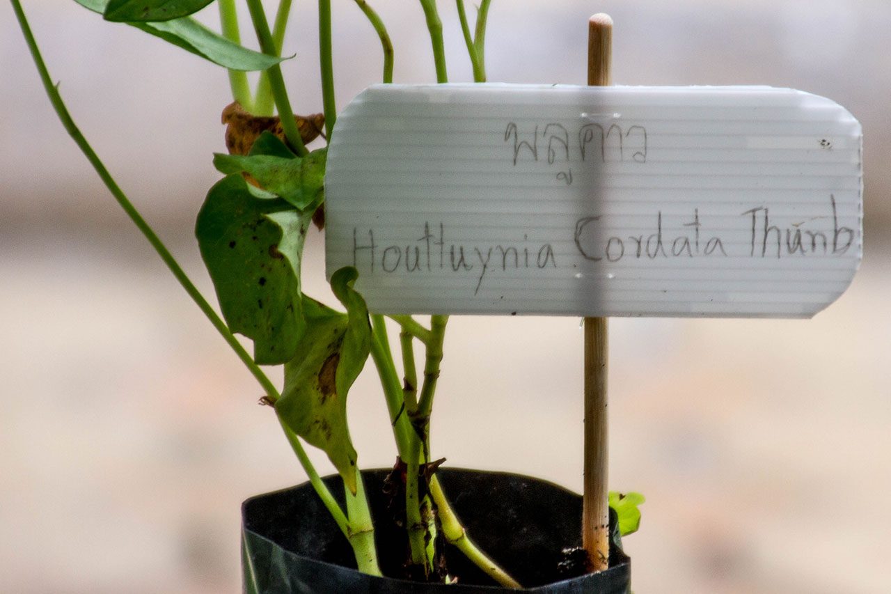 Houttuynia cordata Thunb, Chameleon Plant, พลูคาว