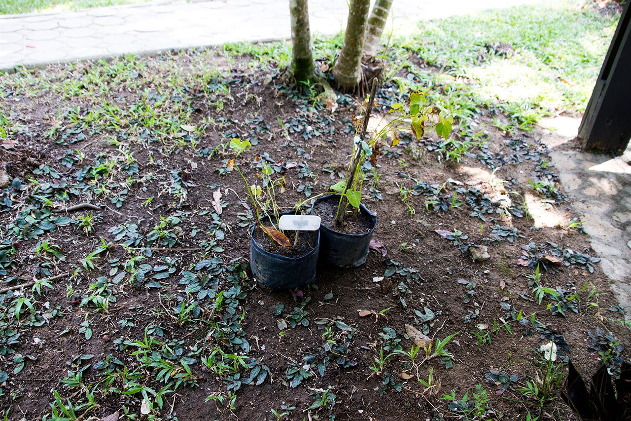 Houttuynia cordata Thunb, Chameleon Plant, พลูคาว