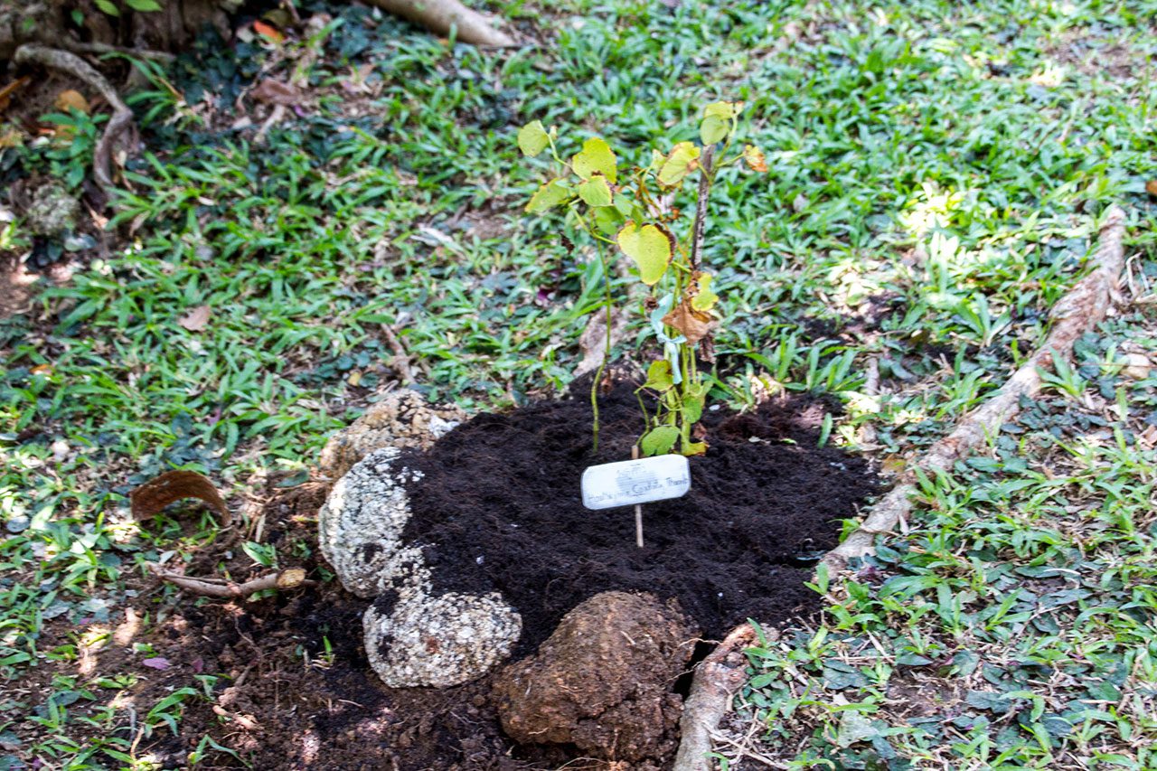 Houttuynia cordata Thunb, Chameleon Plant, พลูคาว