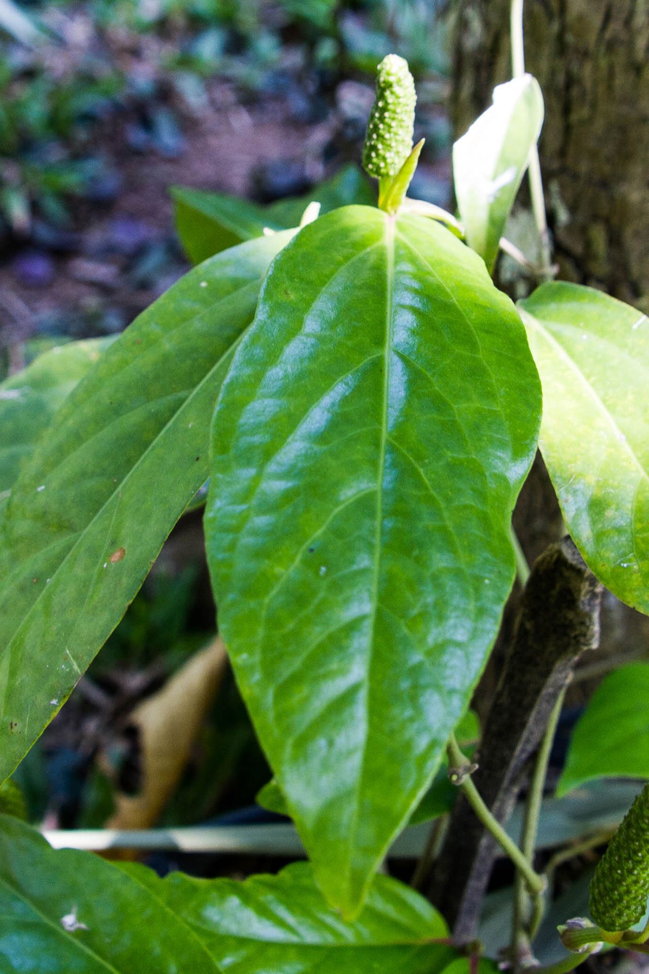 Piper retrofractum Vahl, Long pepper, ดีปลี