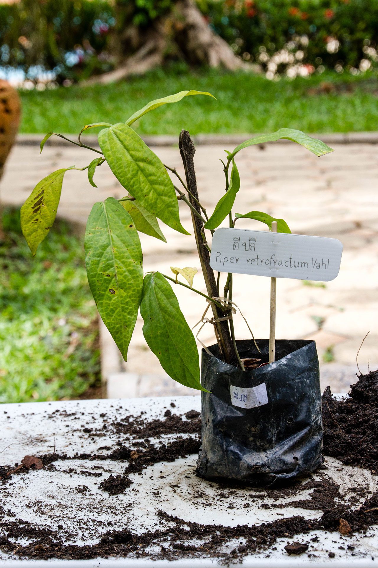 Piper retrofractum Vahl, Long pepper, ดีปลี