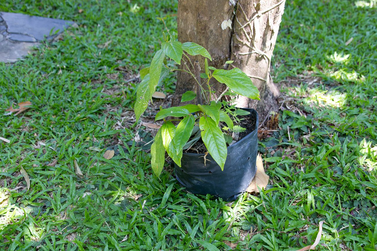 Piper retrofractum Vahl, Long pepper, ดีปลี