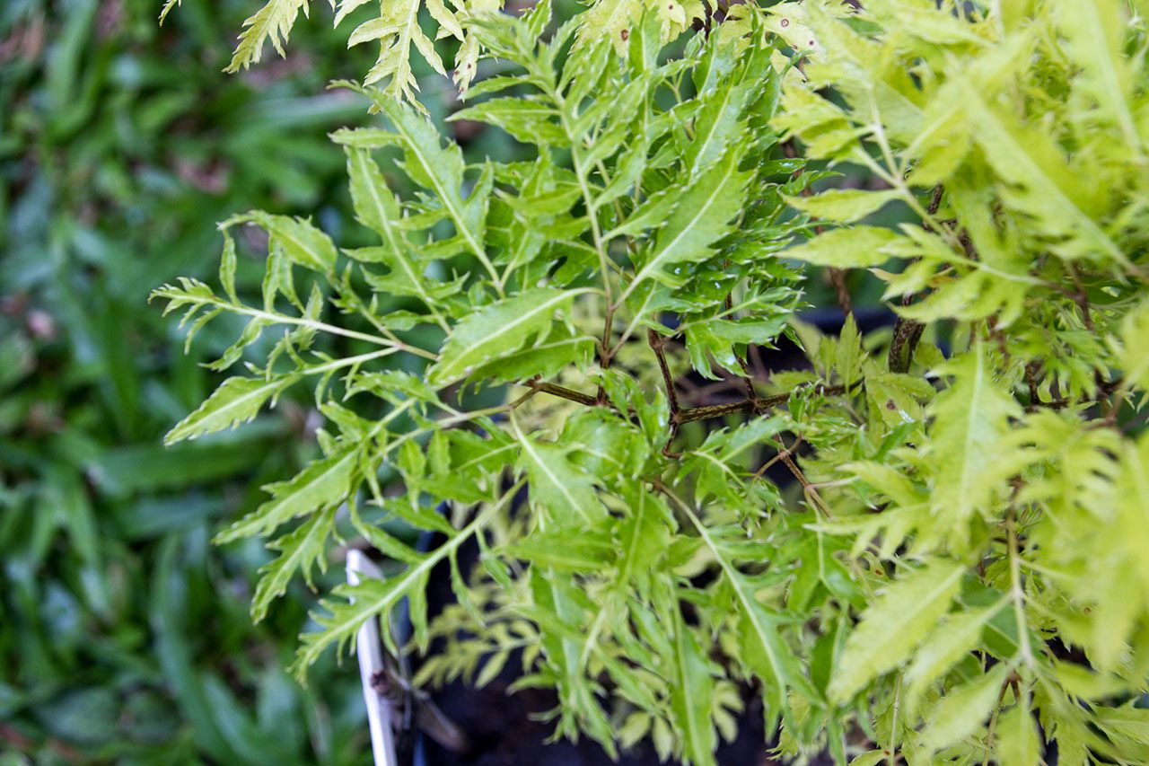 Polyscias fruticosa, Ming Aralia, เล็บครุฑ