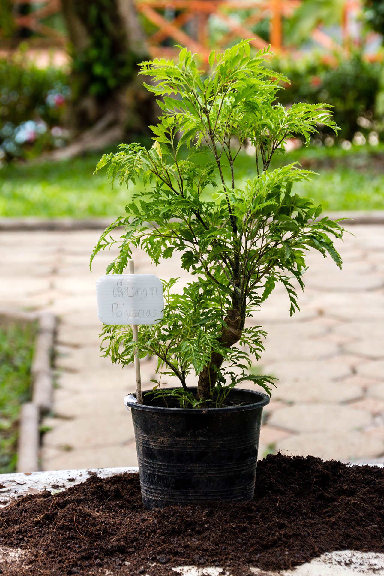 Polyscias fruticosa, Ming Aralia, เล็บครุฑ