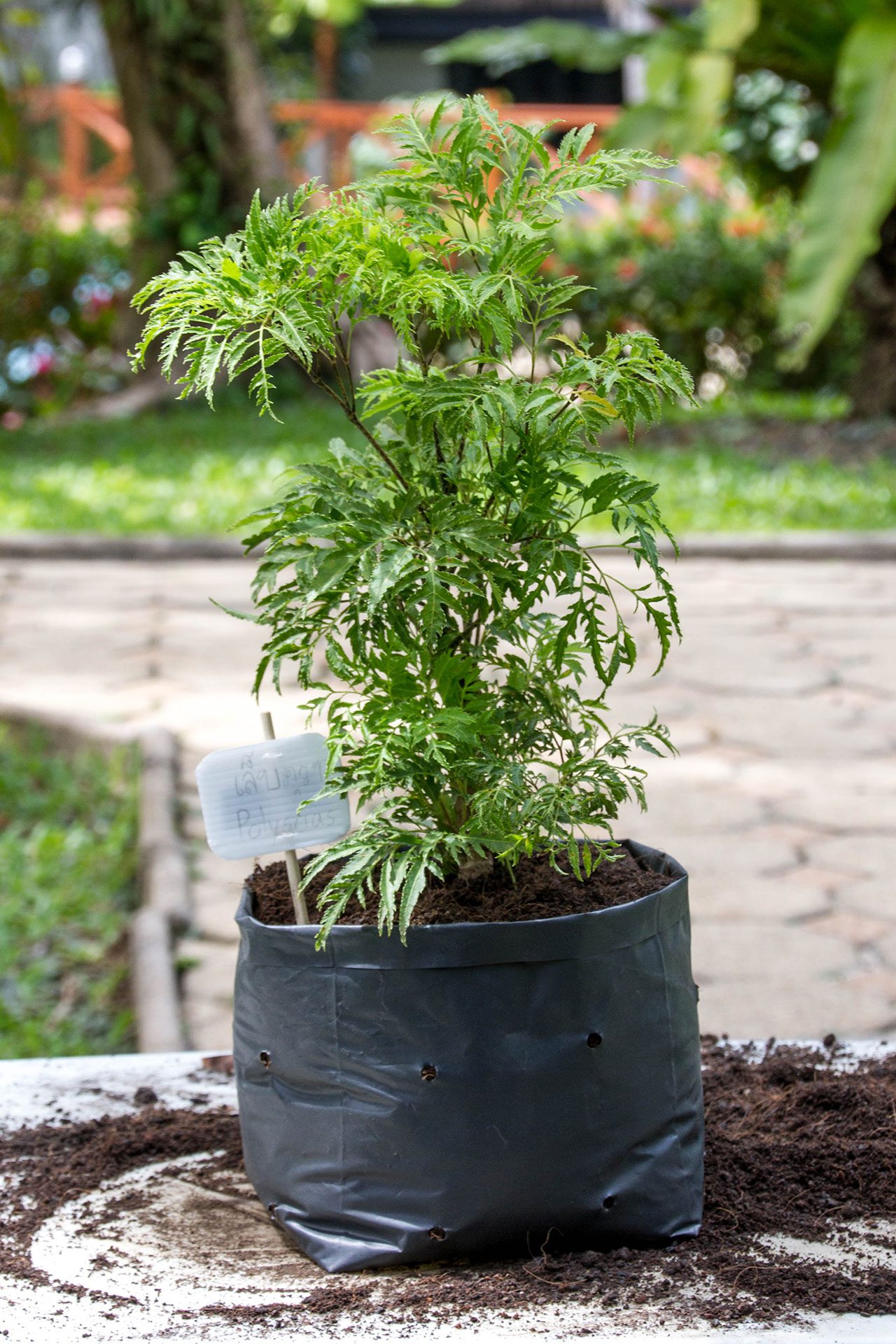 Polyscias fruticosa, Ming Aralia, เล็บครุฑ