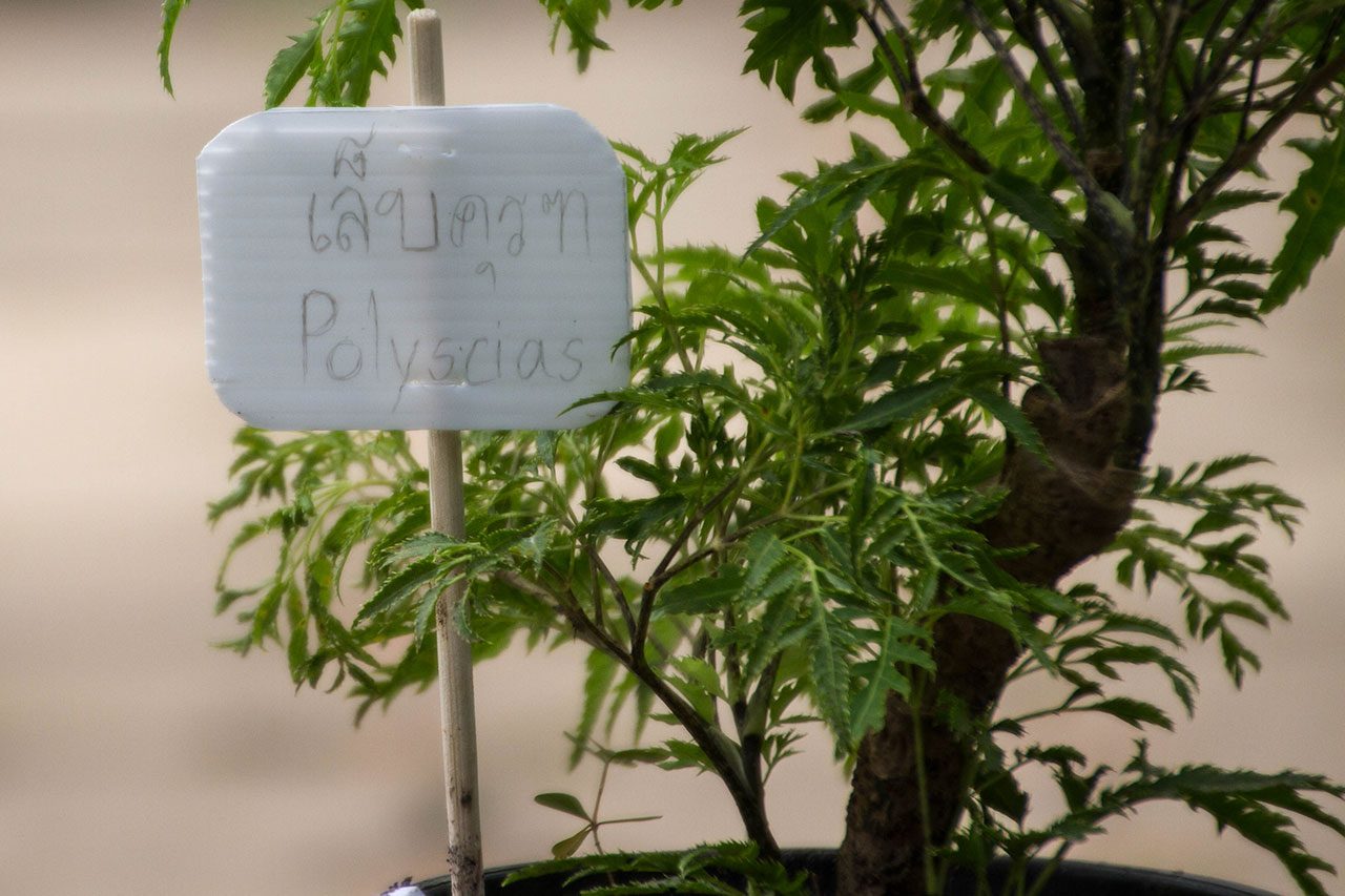 Polyscias fruticosa, Ming Aralia, เล็บครุฑ