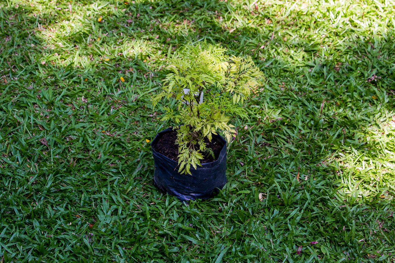 Polyscias fruticosa, Ming Aralia, เล็บครุฑ