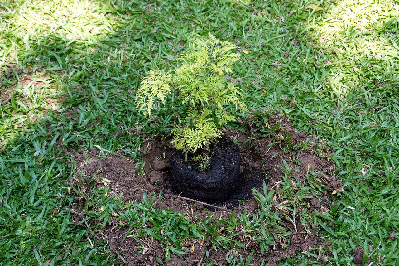 Polyscias fruticosa, Ming Aralia, เล็บครุฑ