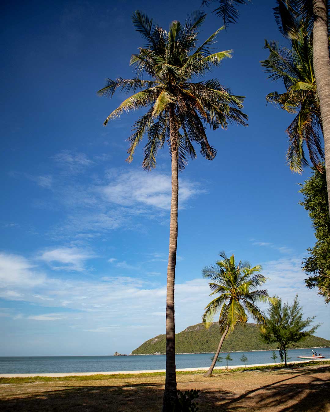 Coconut palms at Laem Sala Beach Phraya-Nakhon-Cave