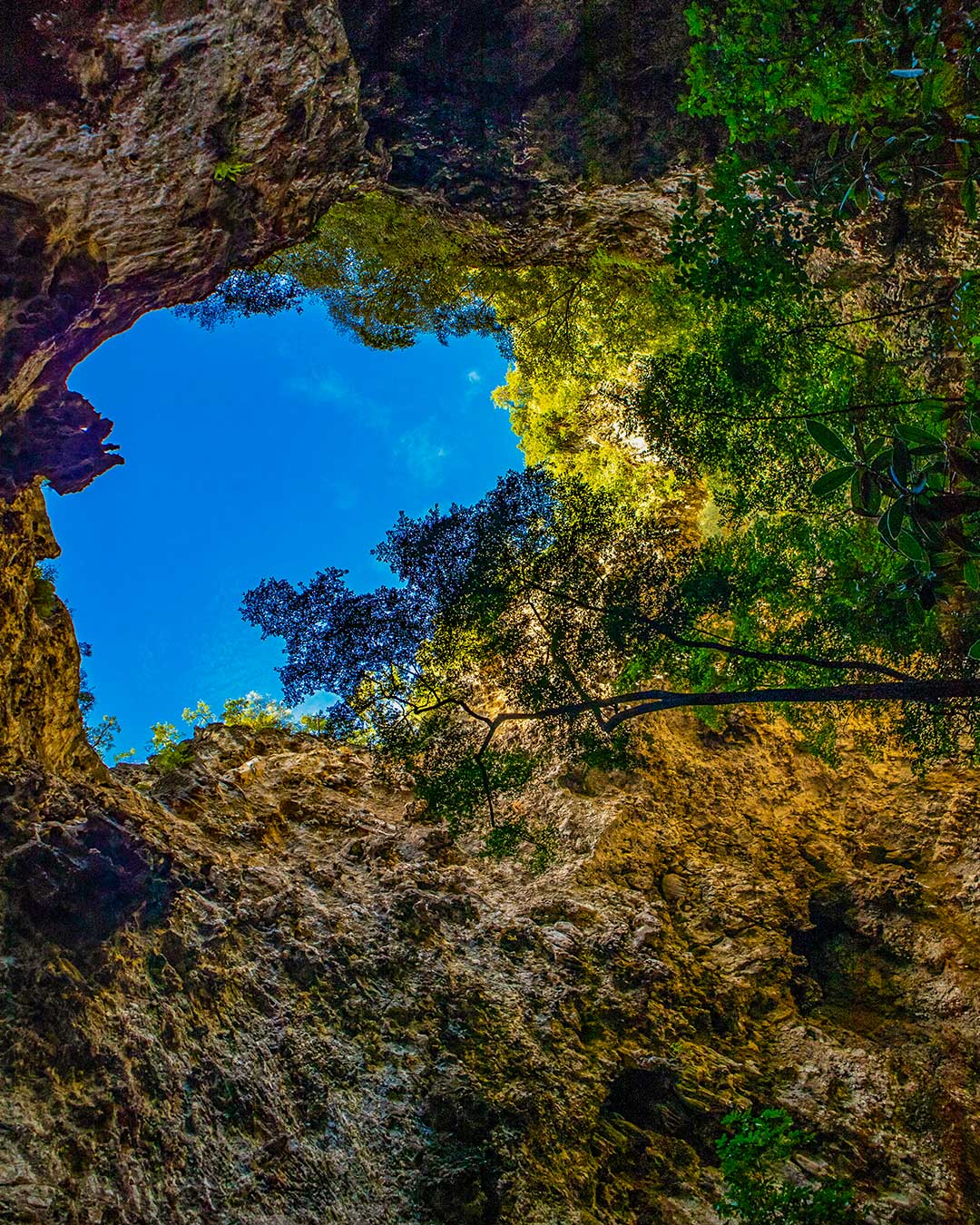 The hole in the top of Phraya Nakhon Cave allowing sunlight to shine down in the cave and rainwater to give life to trees and other vegetation